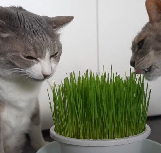 猫草大好きなモアレちゃんとクリエちゃん♡