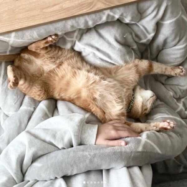 飼い主さんの膝の上で眠るうにくん