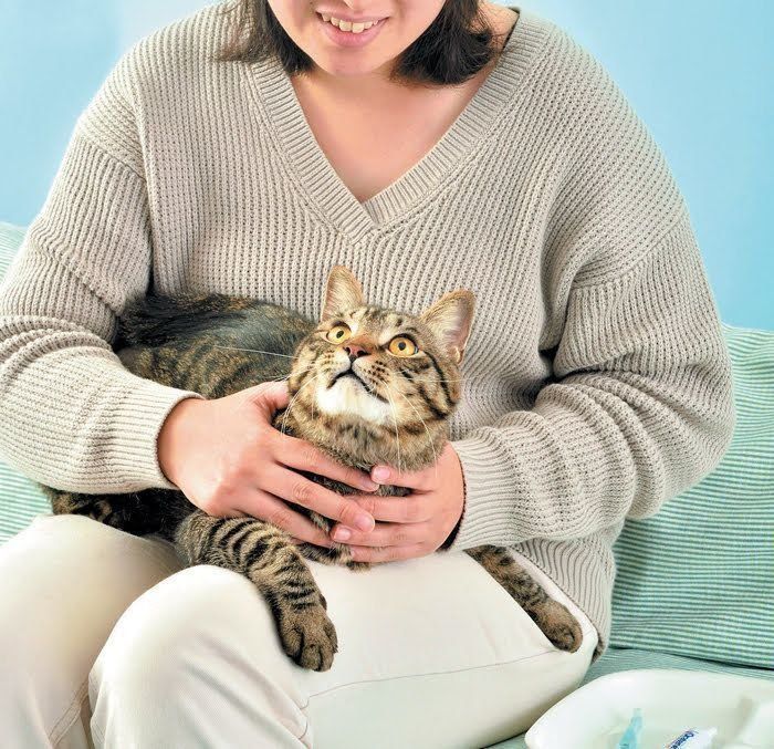 歯磨きの体勢を整えてリラックスする猫