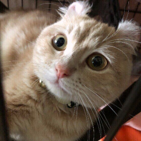 見つめるアメリカンカールの女の子