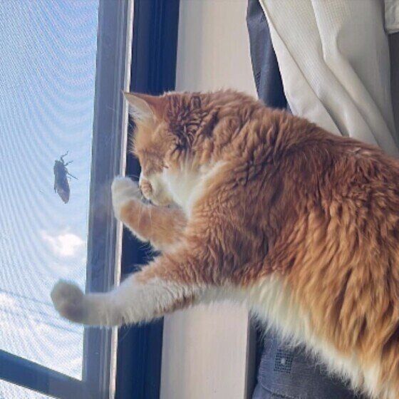 でんくん（MIX）