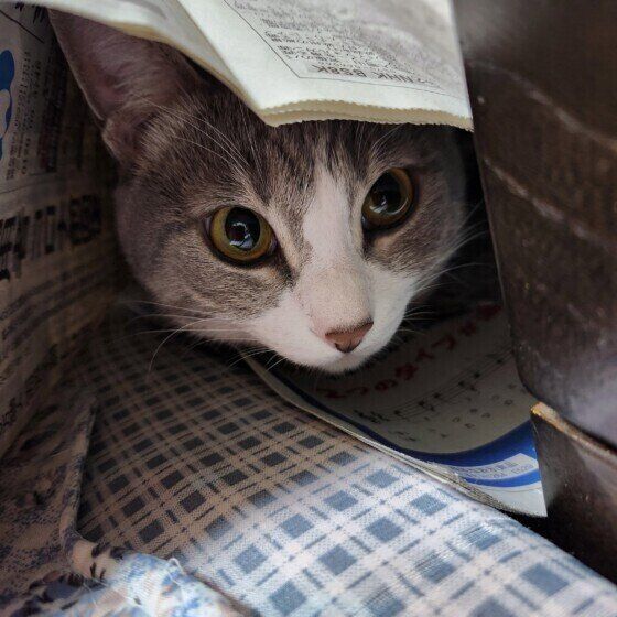 かくれんぼしているサバトラ