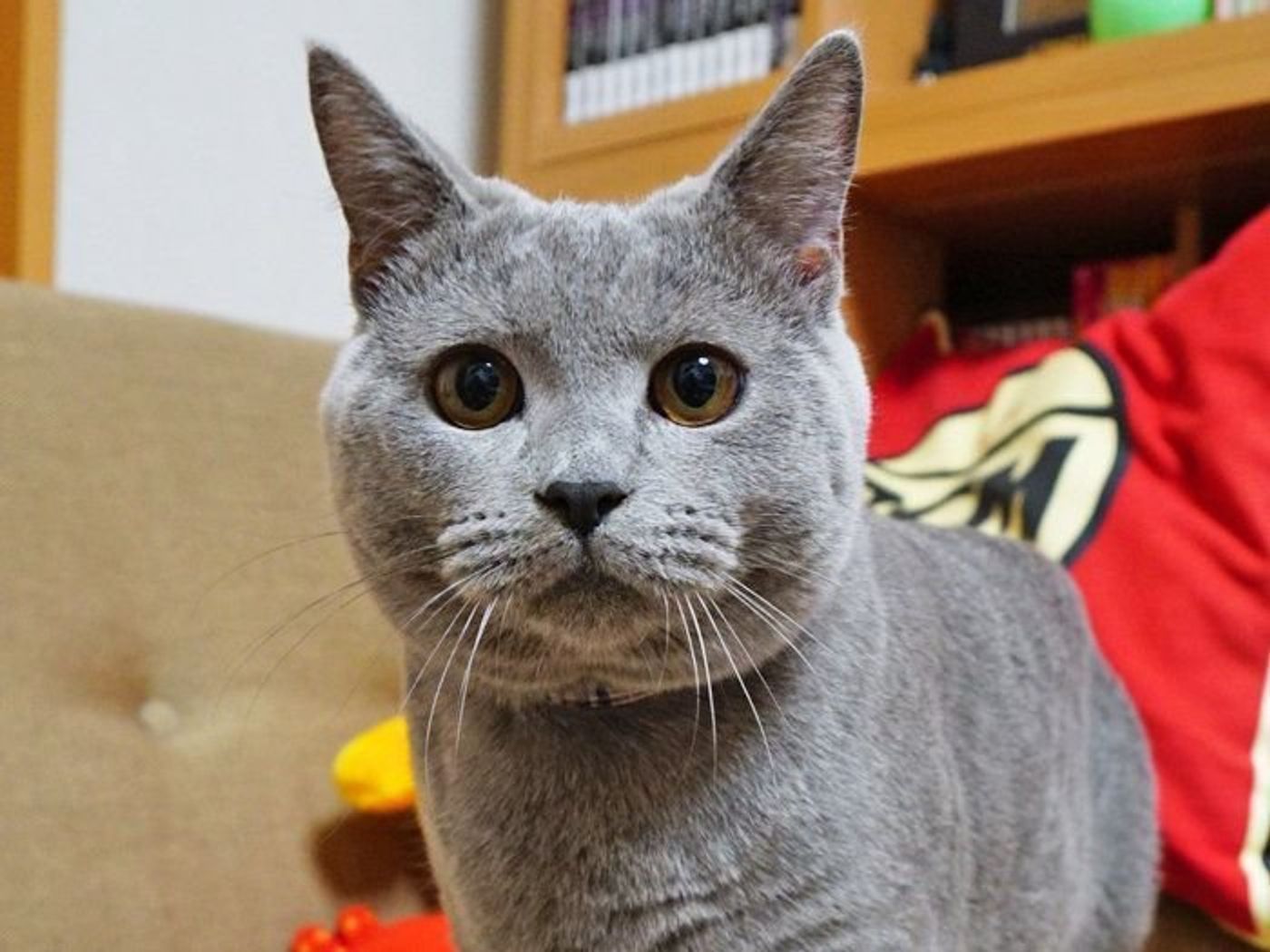 大きさが魅力 猫の目のお話 本日もねこ晴れなり Vol 237 ねこのきもちweb Magazine 大きさが魅力 猫の目のお話 本日もねこ晴れなり Vol 237 ねこのきもちweb Magazine