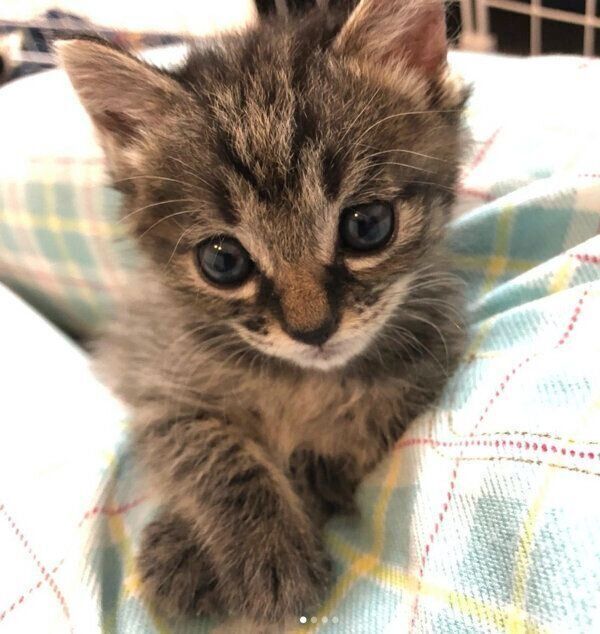 見つめるみぃちゃん