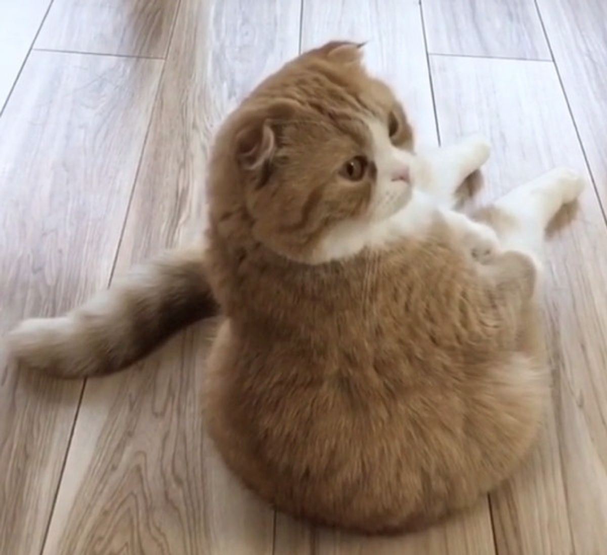ニャンコの肩を ポンポン してみると かわいすぎる展開が待ってた ねこのきもちweb Magazine ニャンコの肩を ポンポン してみると かわいすぎる展開が待ってた ねこのきもちweb Magazine