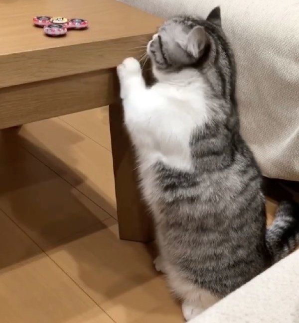 ハンドスピナーを回したいマンチカン