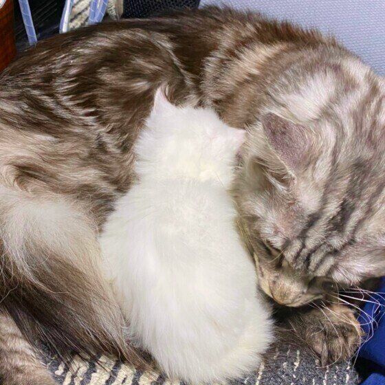 父猫にくっつくFortunaちゃん