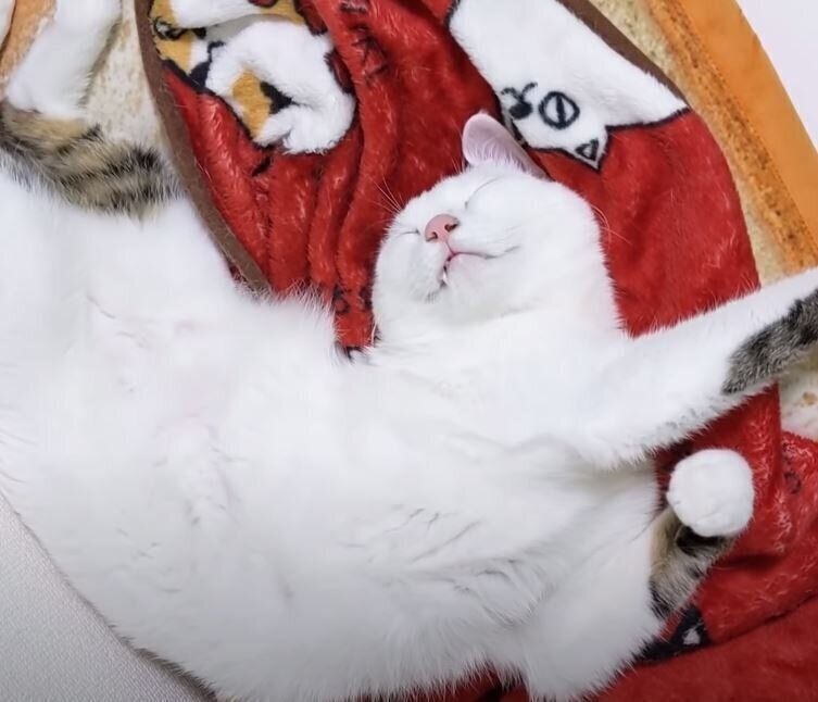 変なポーズで寝る猫