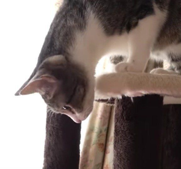 新しいおもちゃに興味津々のおはぎちゃん