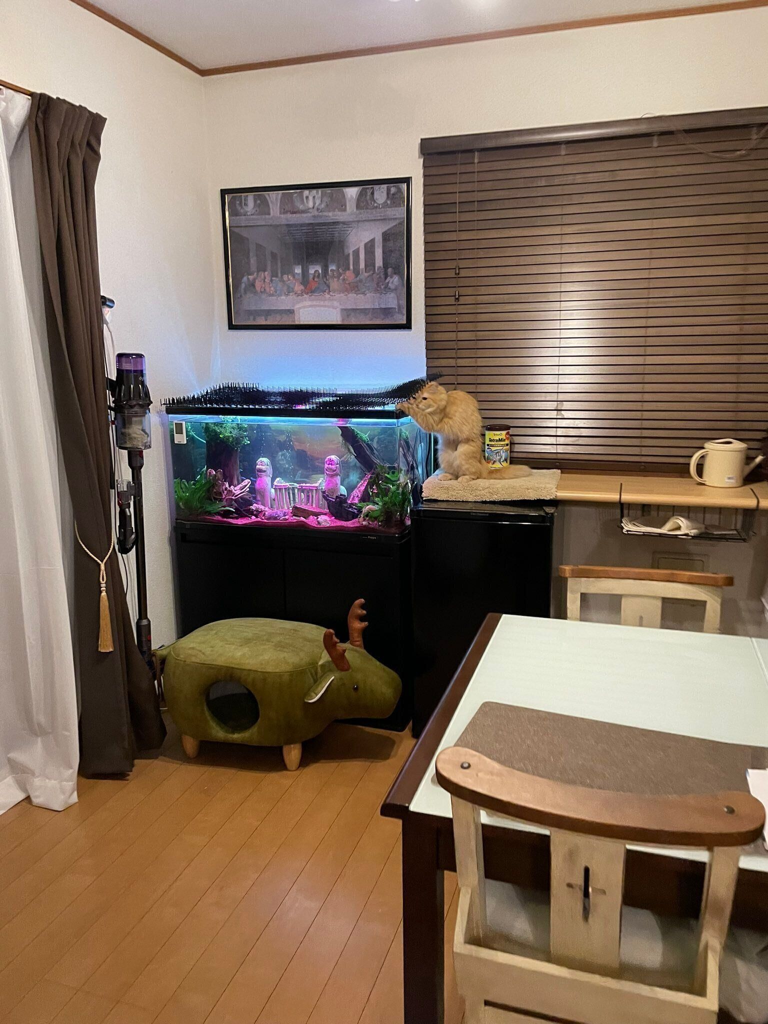 水槽にイタズラしようとする猫（ラガマフィン、メス）