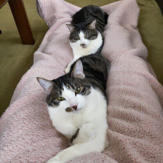 Mix（キジトラ）のがんもくんたち♪