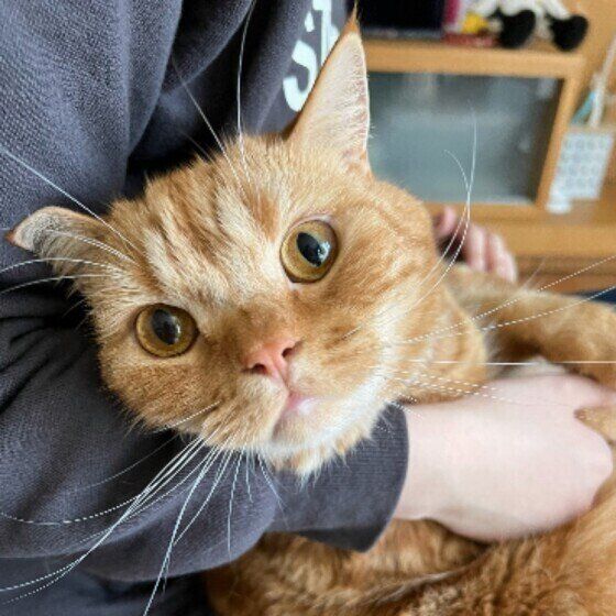 スコティッシュフォールドのこむぎ。くん♪