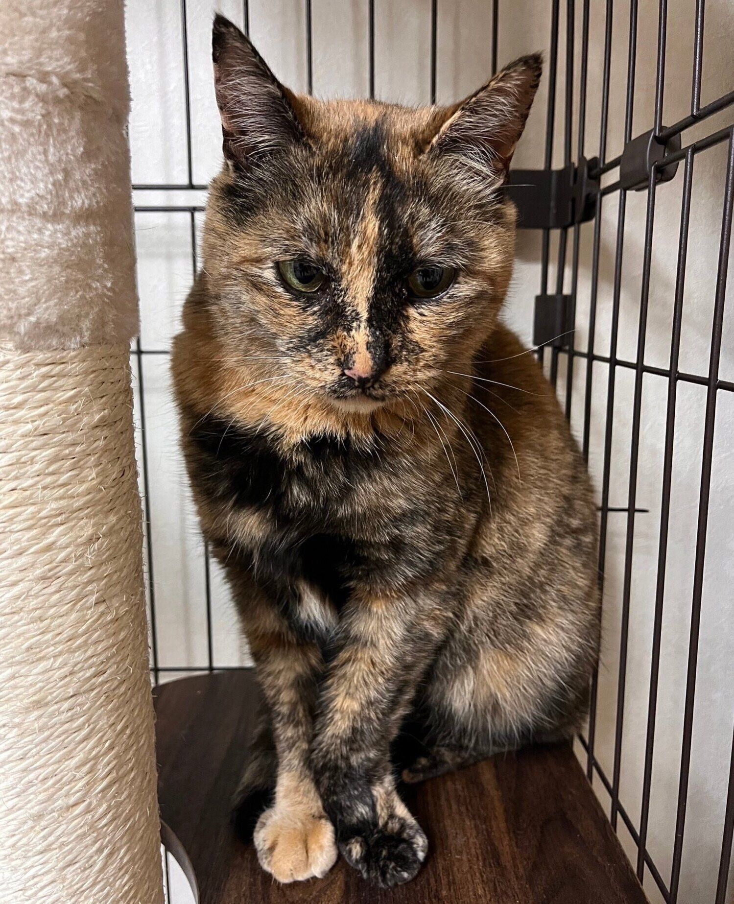 保護して間もないころのサビちゃん。