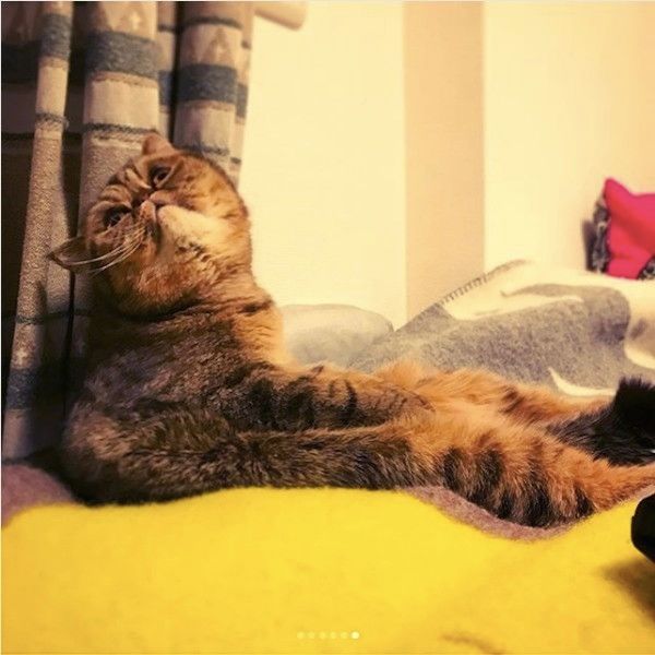 エキゾチックショートヘアー