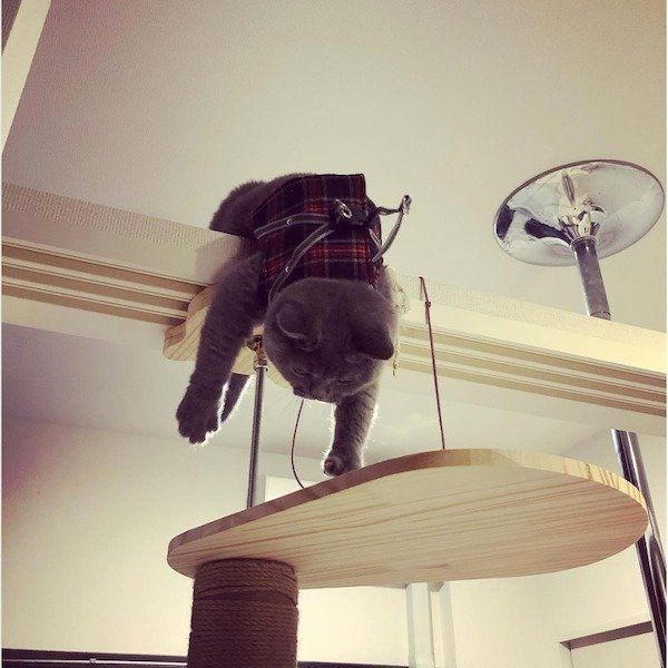 洗濯干しものごっこをするブリティッシュショートヘア