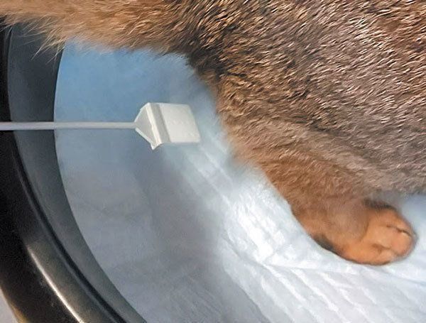 オシッコをする猫