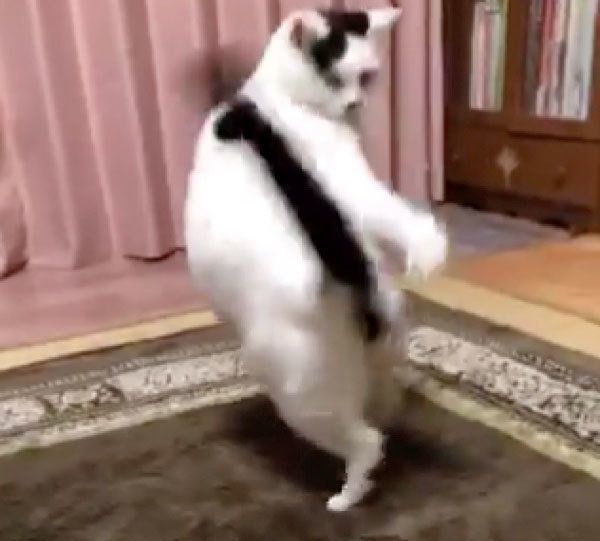 しっぽに気づいた猫