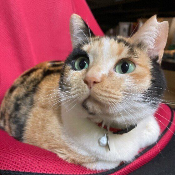マッサージチェアに座るミケ猫