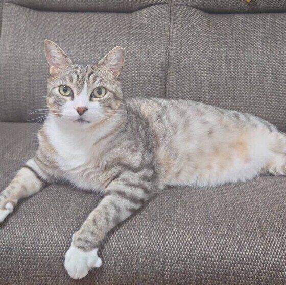 グレーのなびおくん