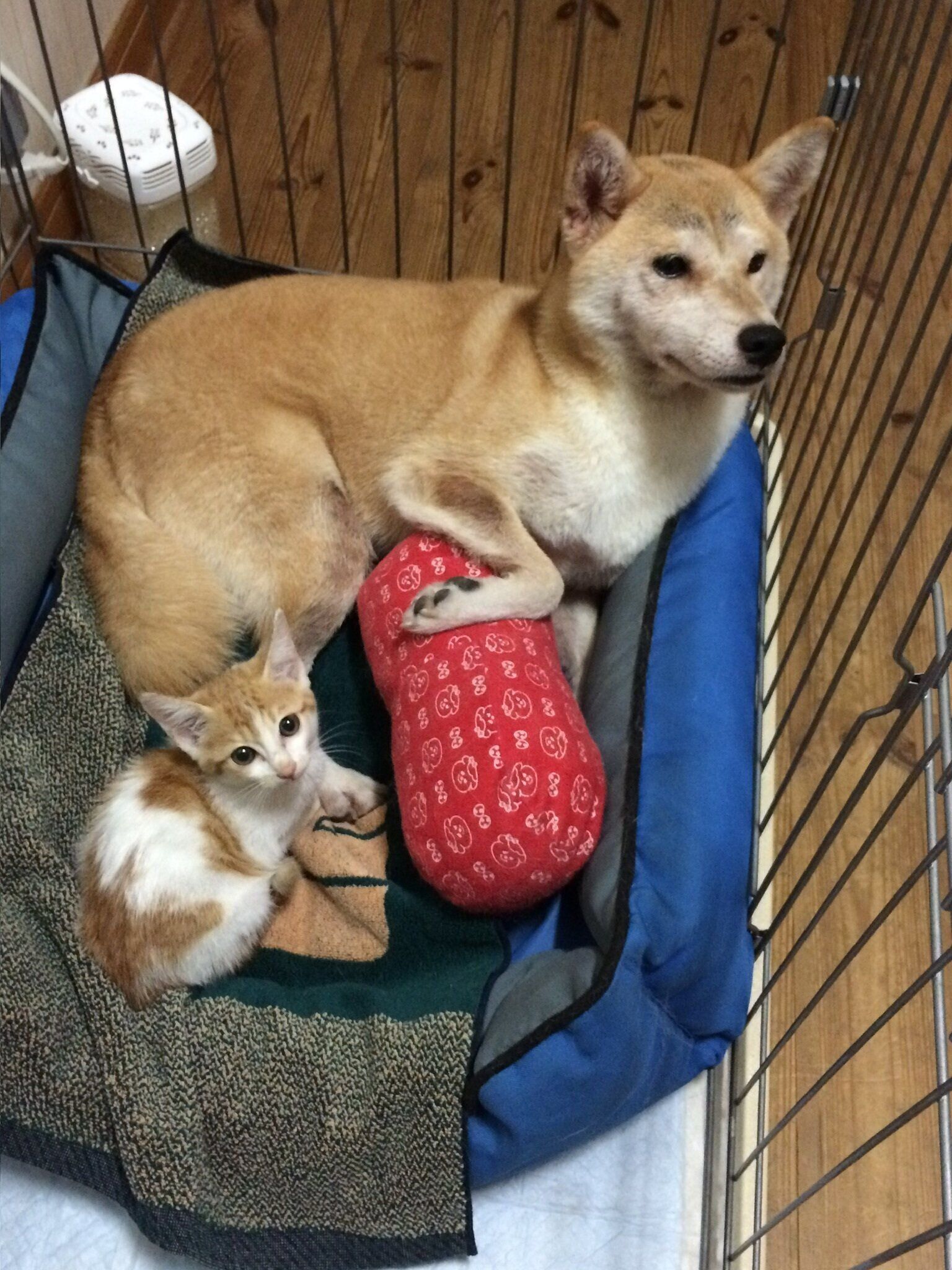柴犬に寄り添っている子猫