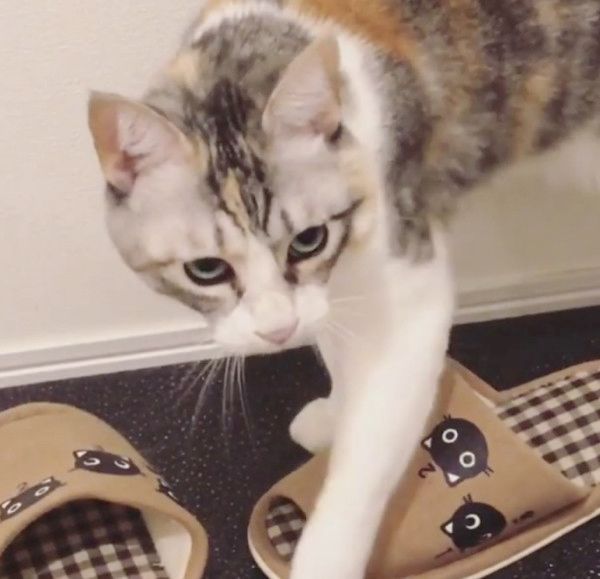 スリッパに狙いを定める猫