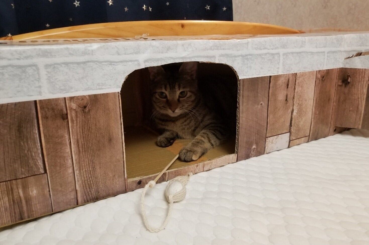 ハウスの中に入るリボンちゃん