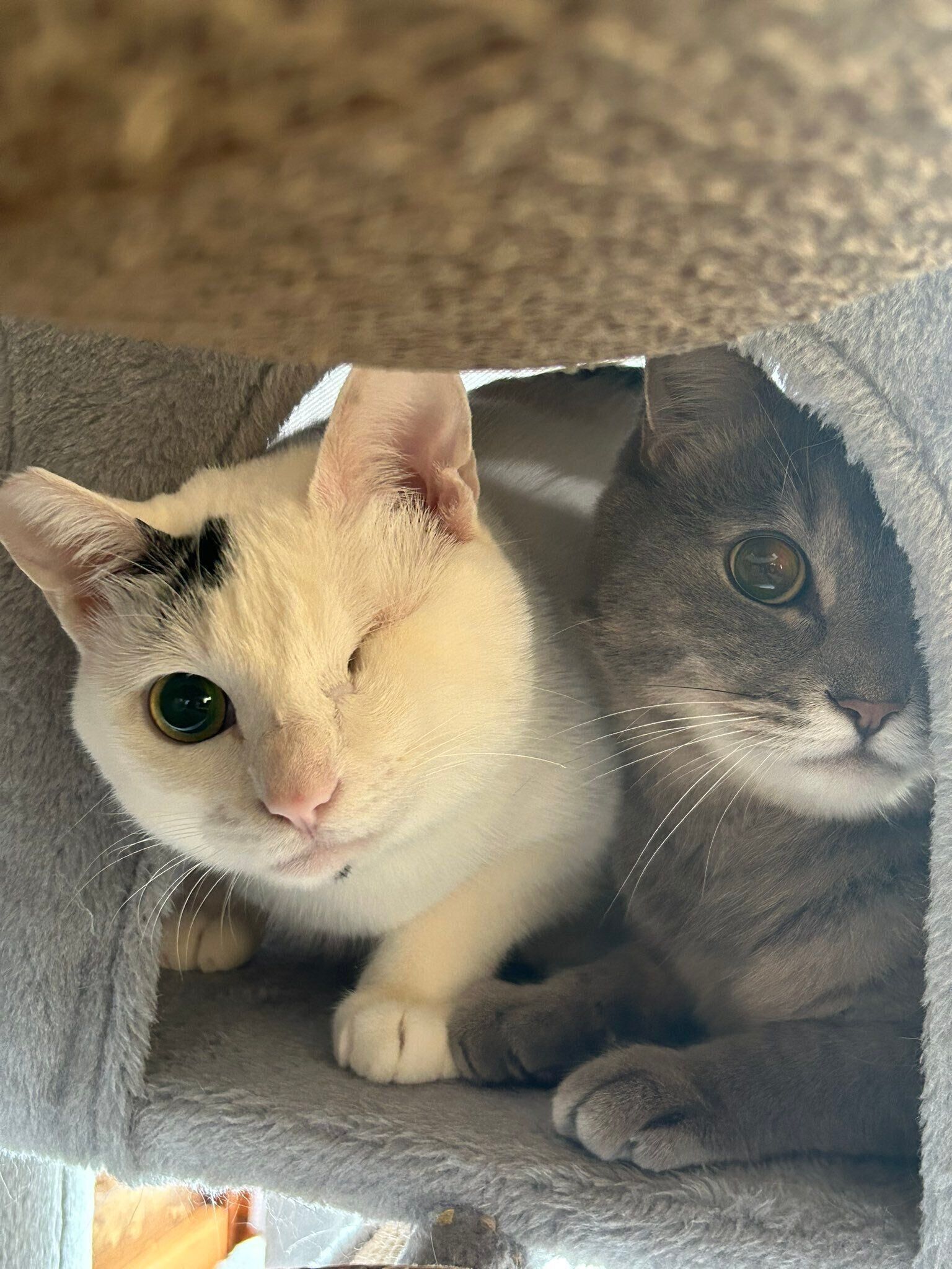 先住猫のトトちゃんと