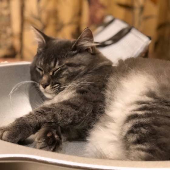 眠そうなマンチカン