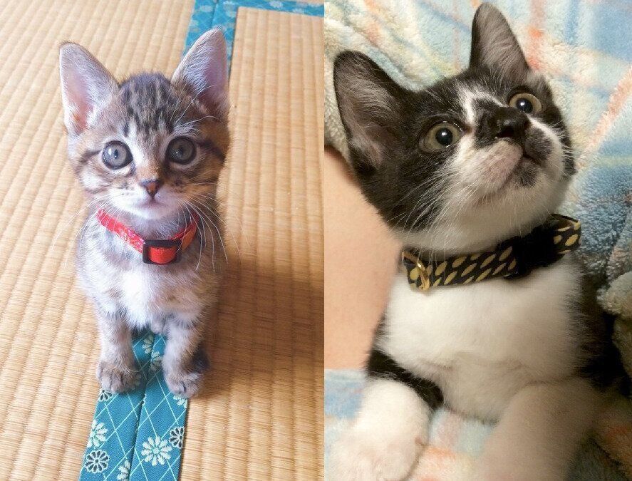 子猫時代のさくらちゃんとてんてんくん