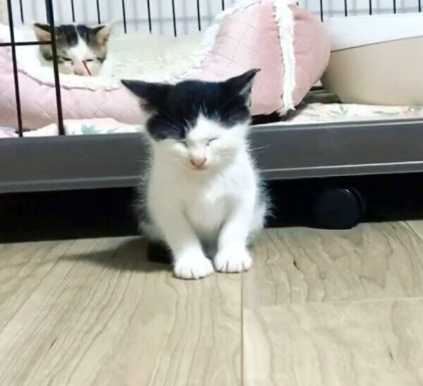 子猫時代のカインくん