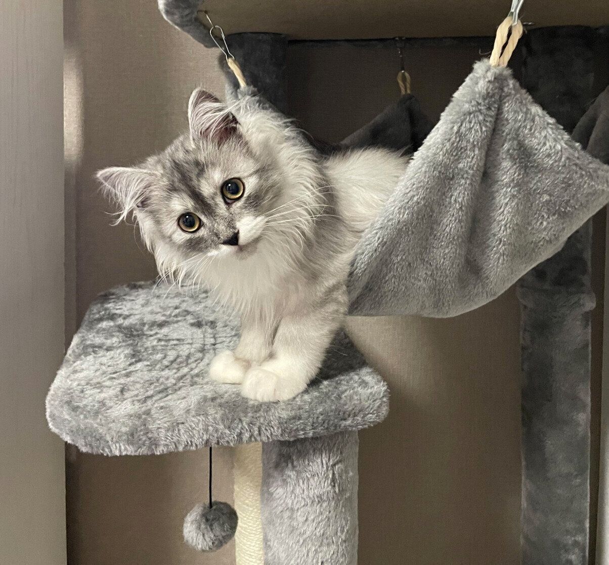 お迎えしたばかりのころのらんまるくん