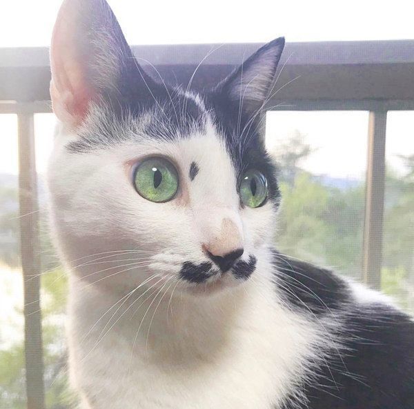 おヒゲがチャームポイントの元保護猫・ランちゃん