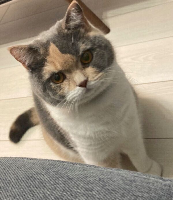 見つめるちゃんぽんちゃん