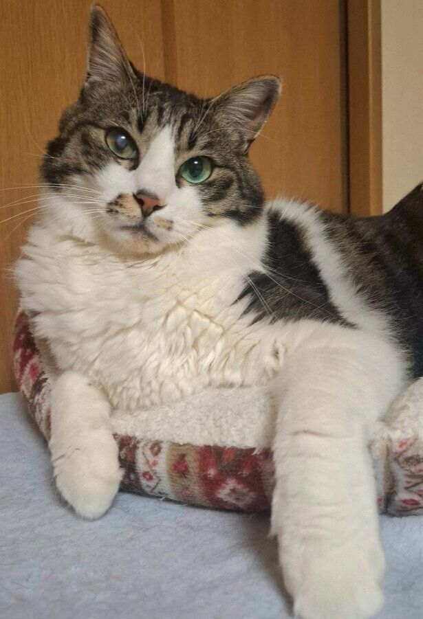 飼い主を見つめる猫