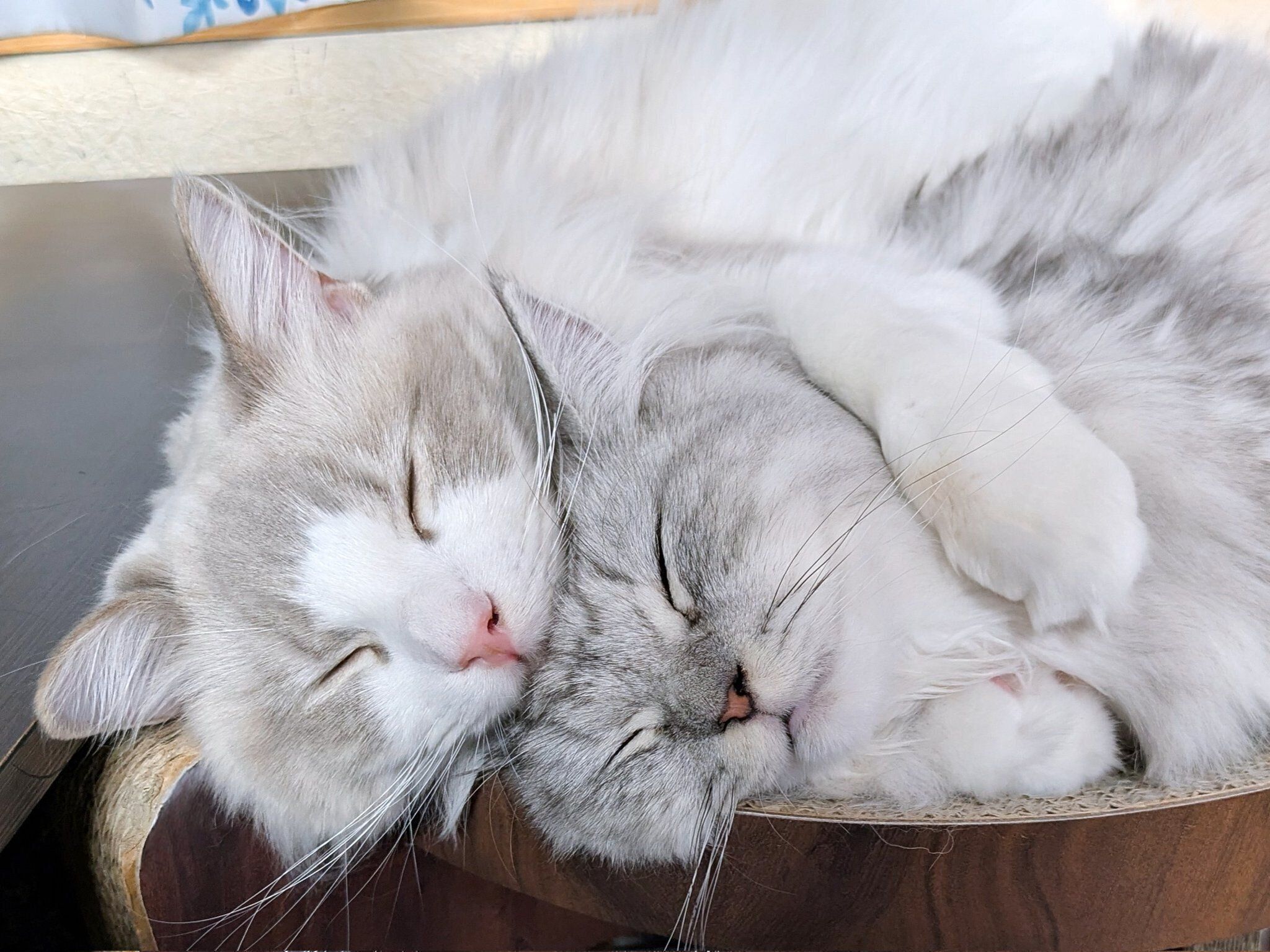 くっついて眠るしゅらくん、りおらくん