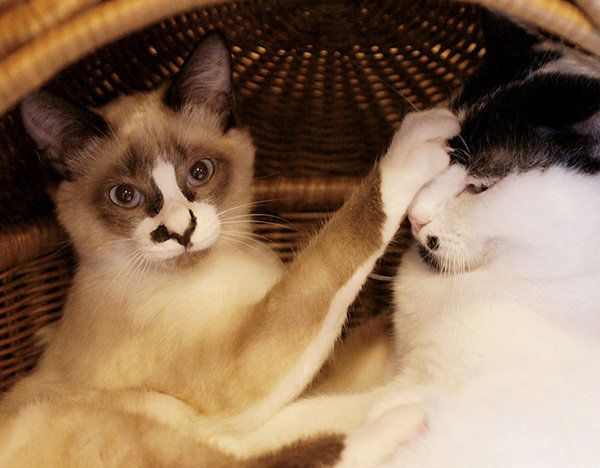 はに丸くんとあんこちゃん