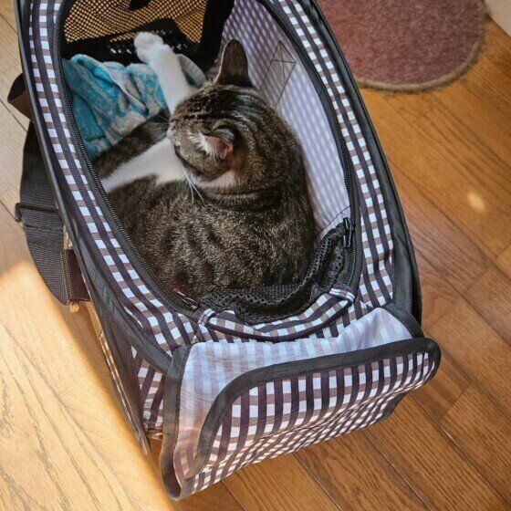 Mix（茶×白）のガルちゃん♪