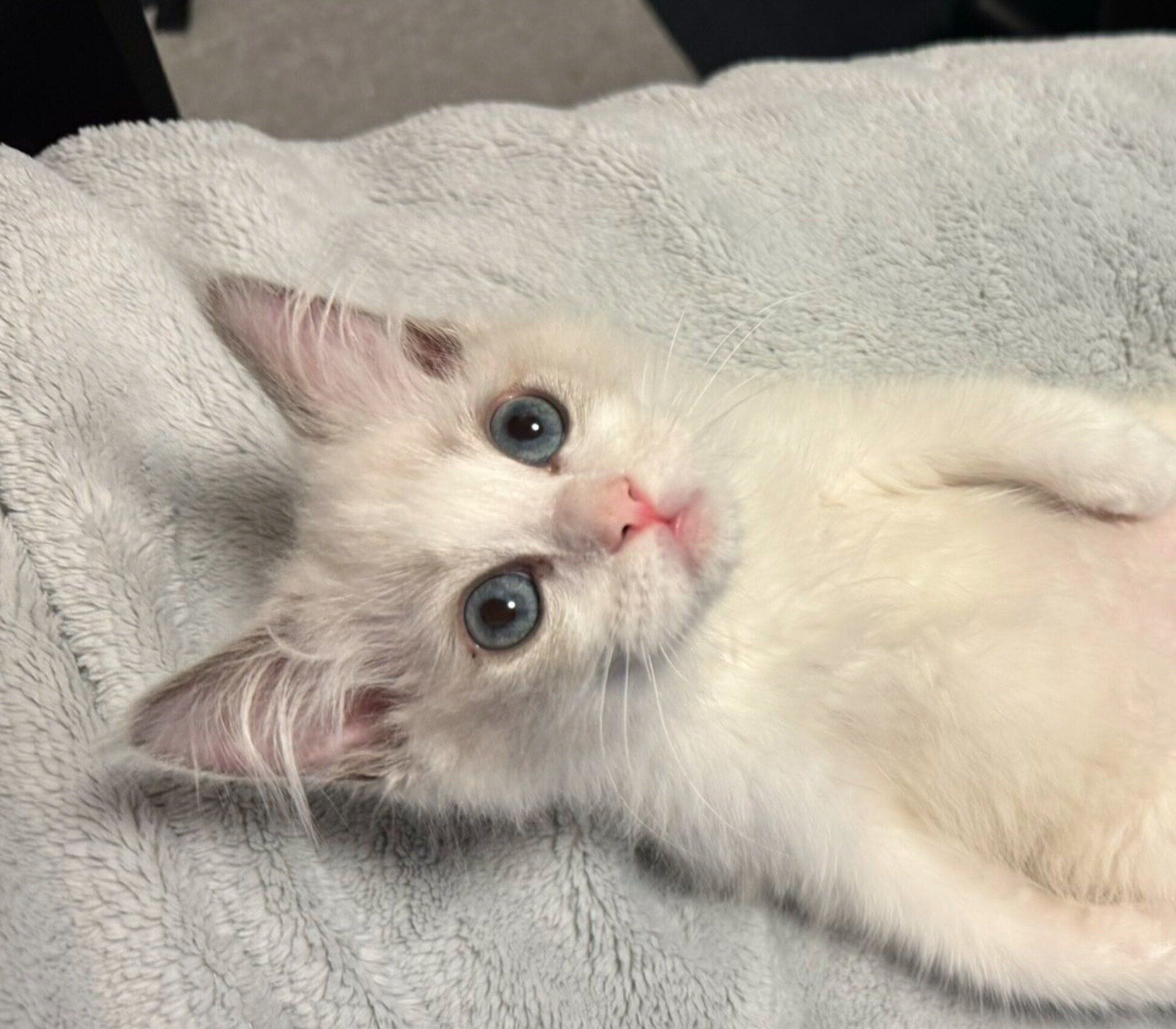 ヘソ天ポーズでくつろぐ宙くん