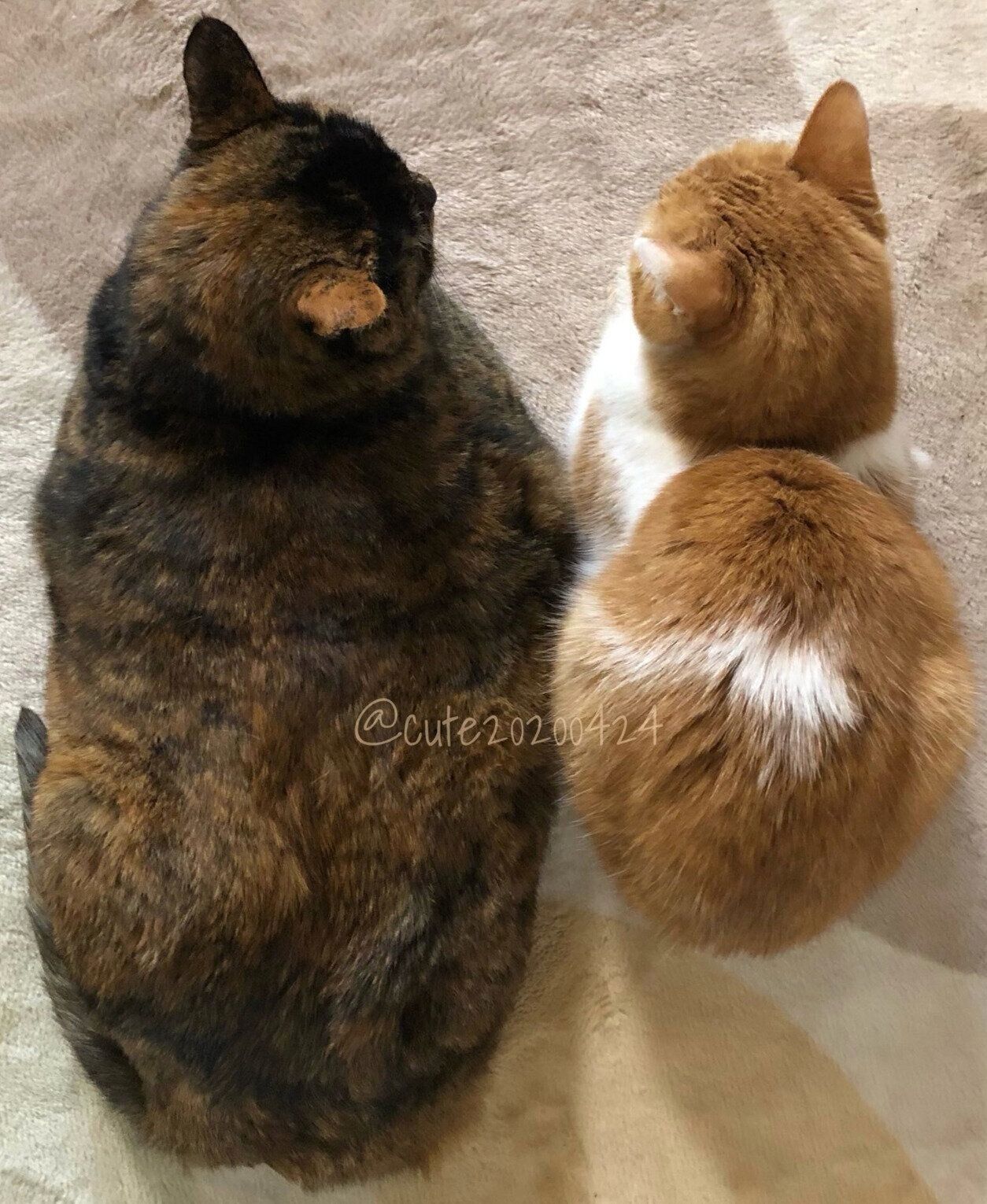 きゅーちゃん、先住猫・きなちゃん