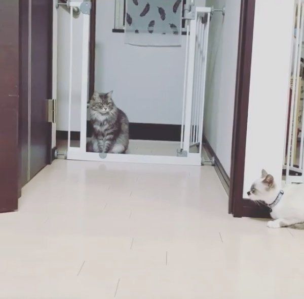 凛ちゃんにドッキリを仕掛ける鈴ちゃん