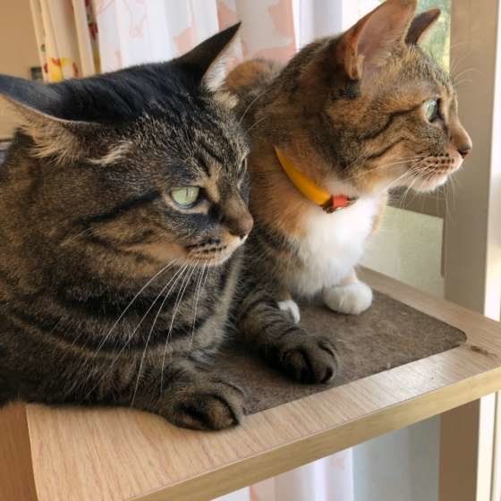 ニャルソックする猫