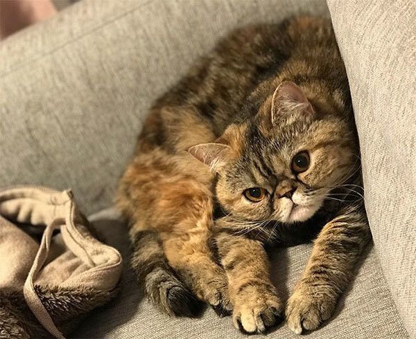 見つめるエキゾチックショートヘア