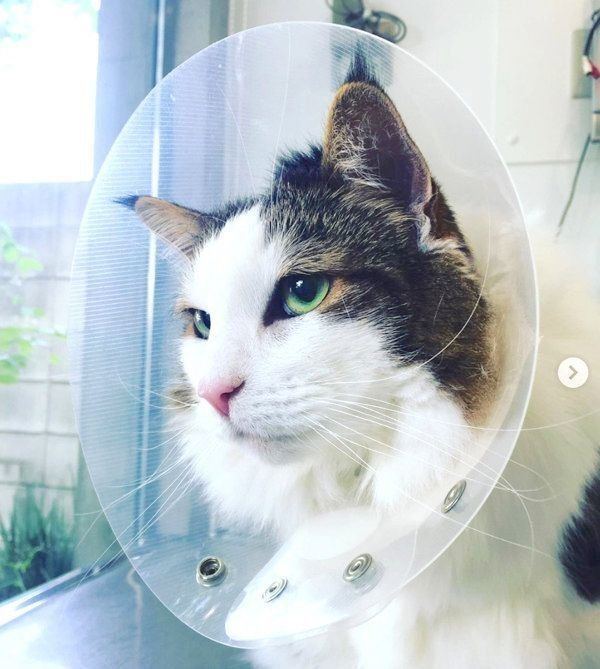 エリザベスカラーを付けるノルウェージャンフォレストキャット