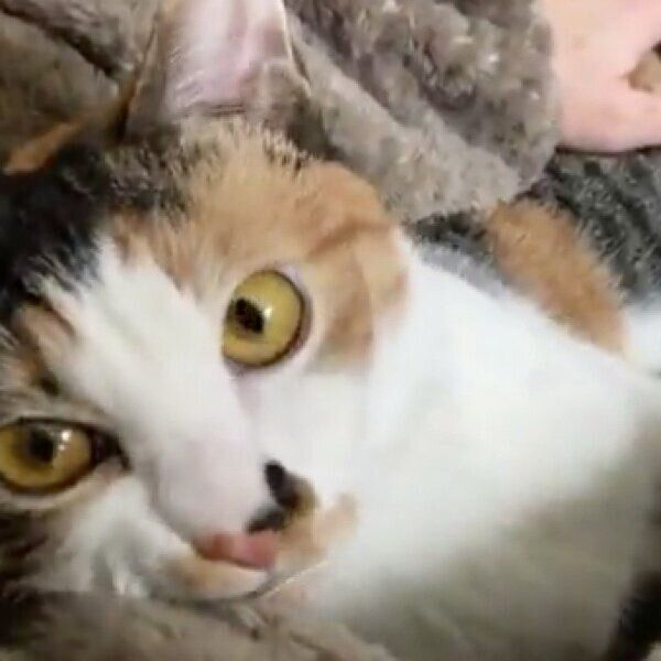 飼い主さんの膝に乗るむすびちゃん