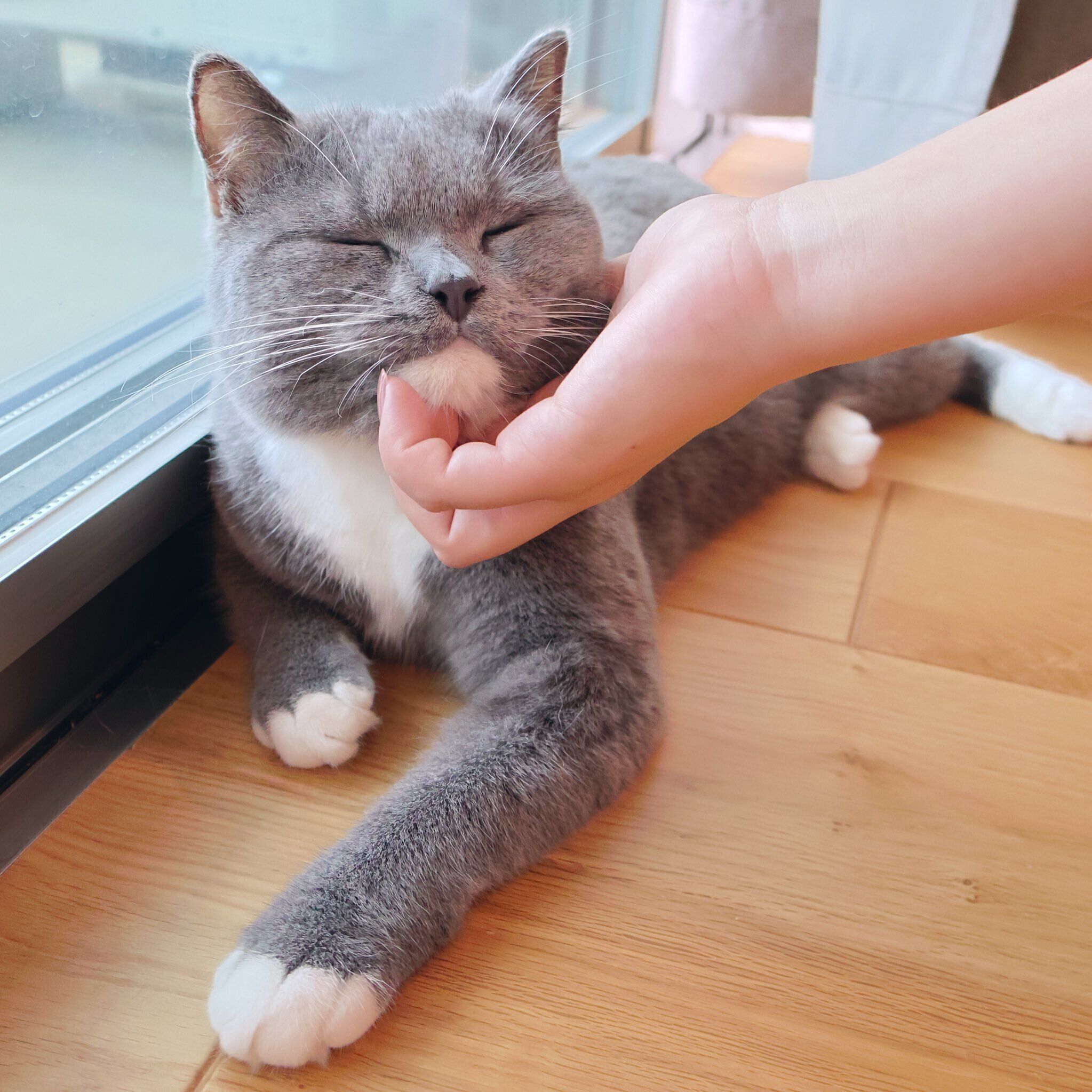 くつろぐぽんぬふくん