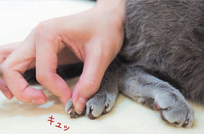 猫の足マッサージ