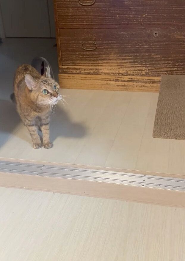 抱っこしてほしい気持ちを目で訴えるアビーちゃん