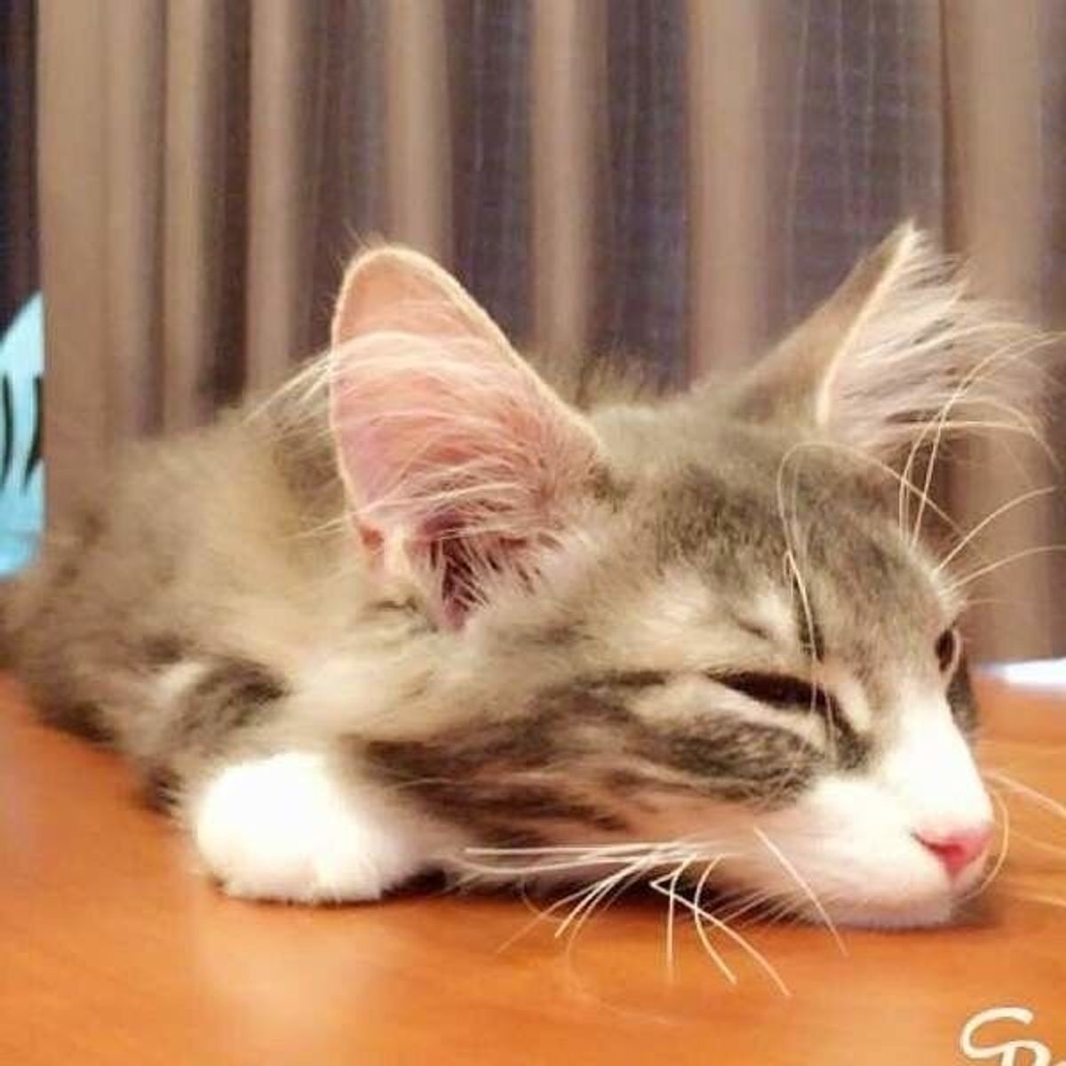 獣医師が解説 ぜーぜー 猫が咳してる 予防法は 原因と病気のサイン ねこのきもちweb Magazine 獣医師が解説 ぜーぜー 猫が咳してる 予防法は 原因と病気のサイン ねこのきもちweb Magazine