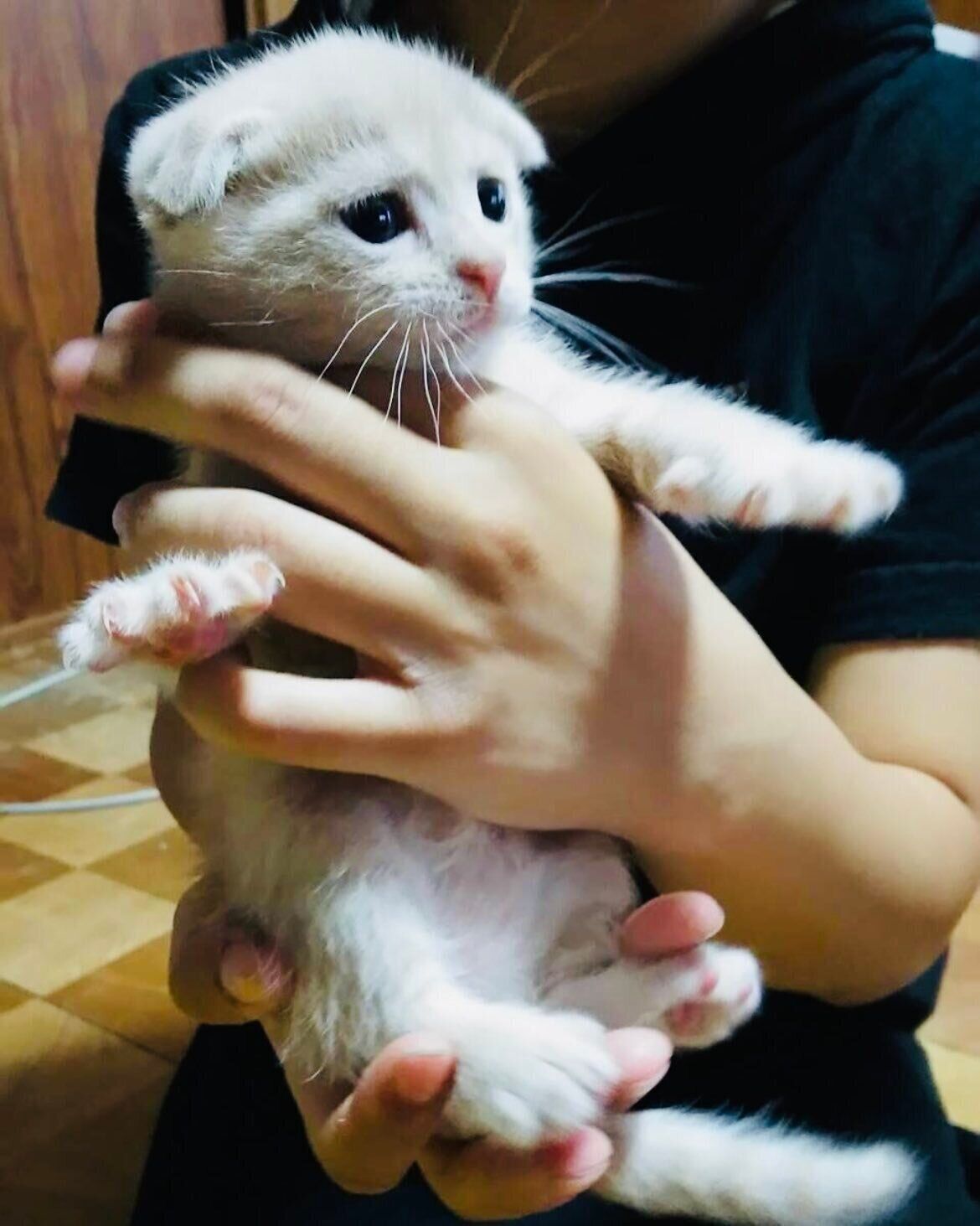 生後1カ月のスコティッシュフォールド