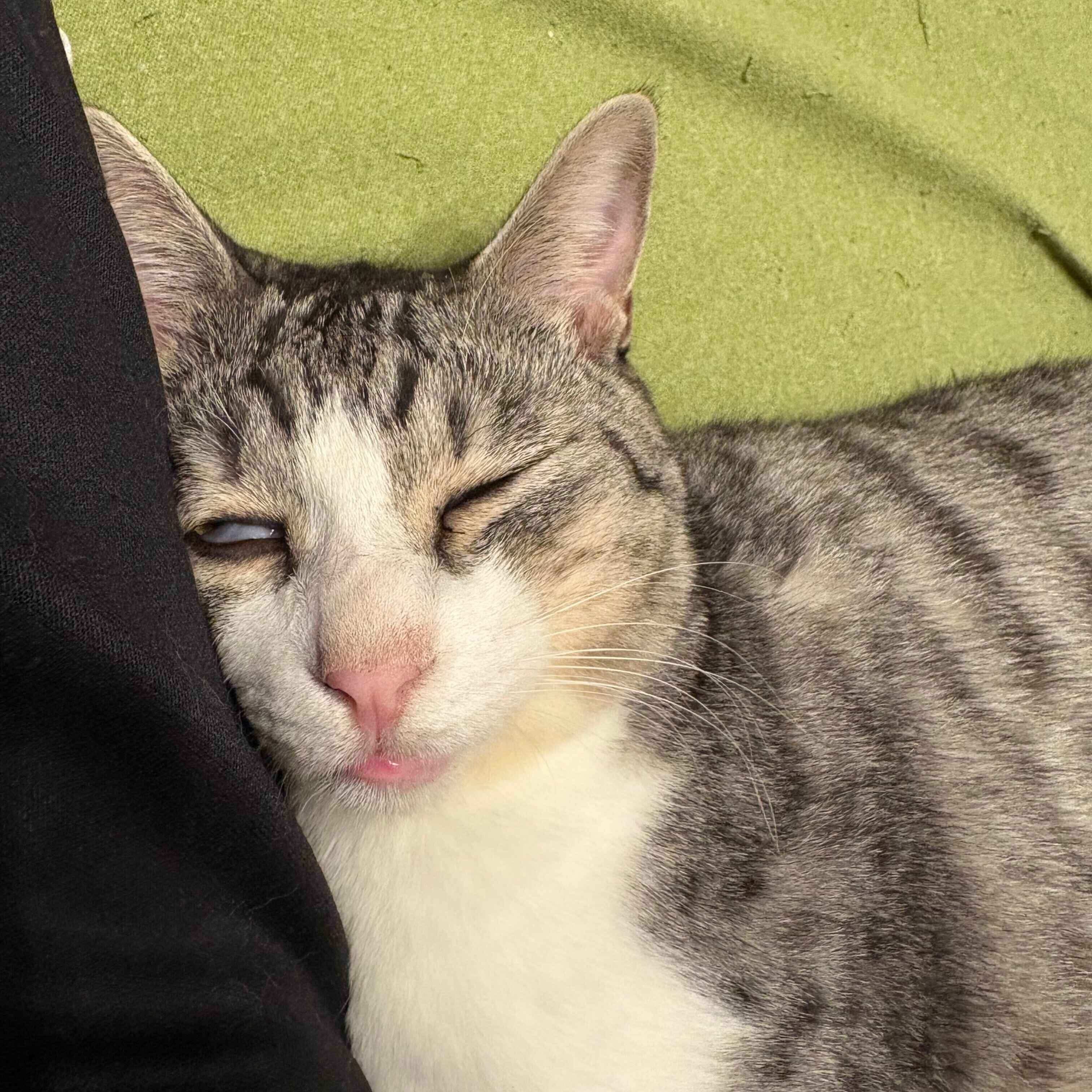 おもしろい寝顔を見せるサバシくん。